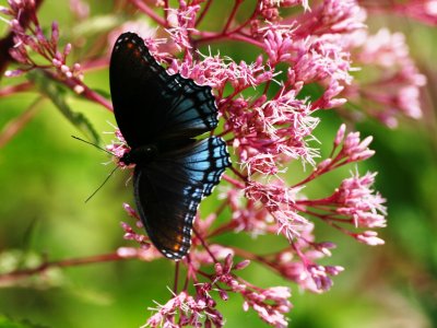 Red-spotted Purple