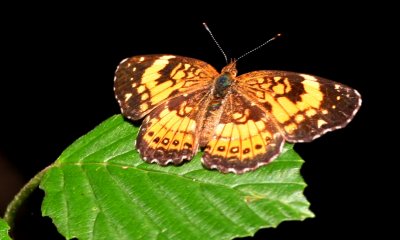 Silvery Checkerspot