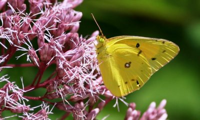 Orange Sulphur