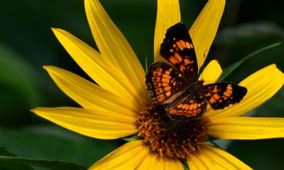 Silvery Checkerspot