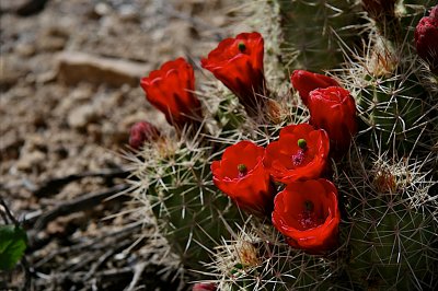 Claretcup Cactus