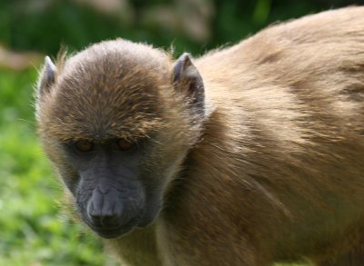 Young Guinea Baboon