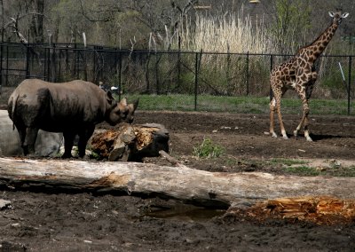 Black Rhino and Giraffe