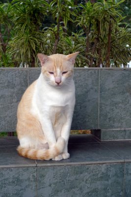 Cat16