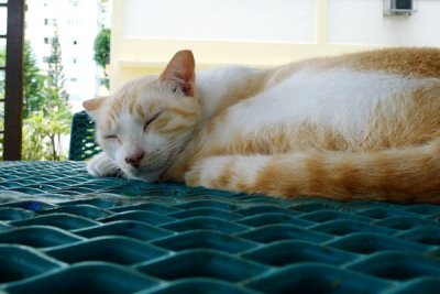 Cat19