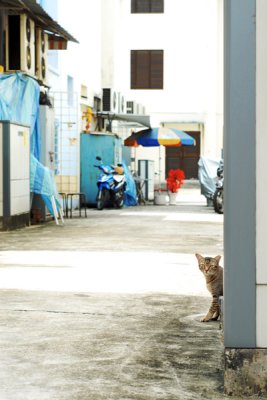 Cat32