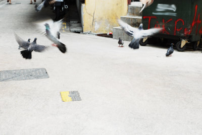 Birds01