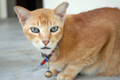 Cat37