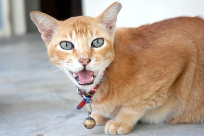 Cat38