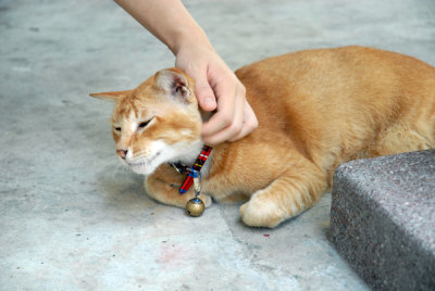 Cat40