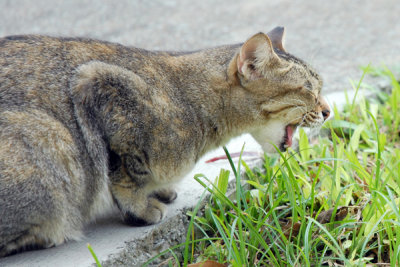 Cat41