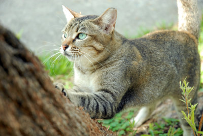 Cat42