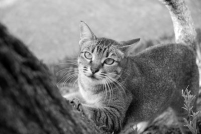 Cat43