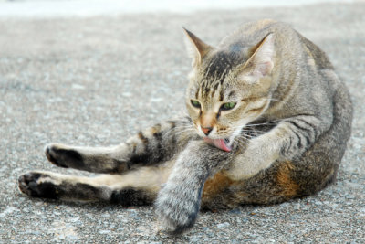 Cat44