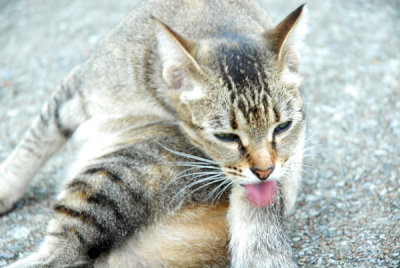 Cat45