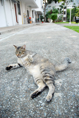 Cat46