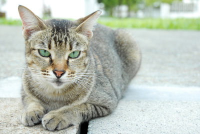 Cat47