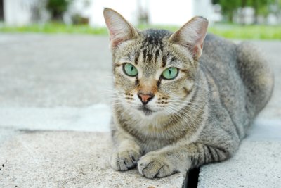 Cat48