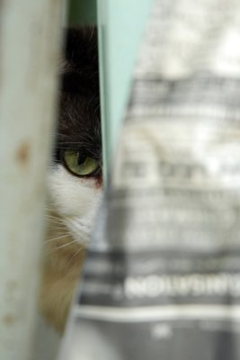 Cat49