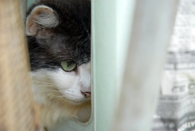 Cat51