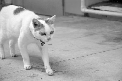 Cat52