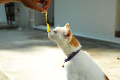 Cat53