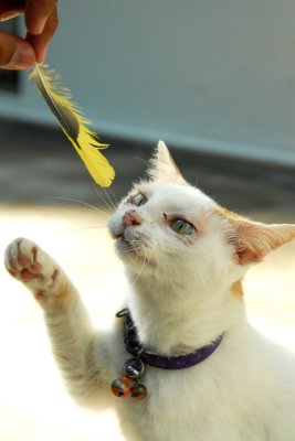 Cat54