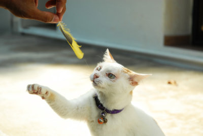 Cat55