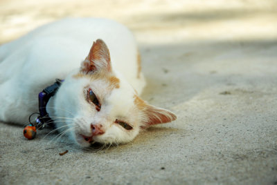 Cat56