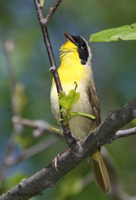 Paruline Masque / Common Yellowthroat