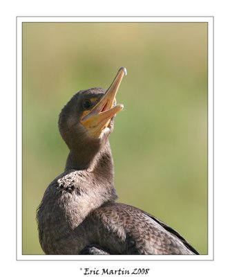 Cormoran  Aigrette / Double-Crested Cormorant