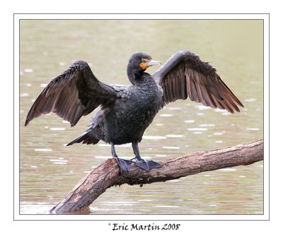 Cormoran  Aigrette / Double-Crested Cormorant