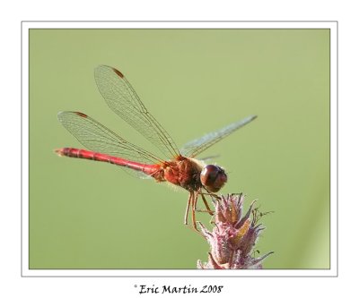 Libellules Symptrum Tardif / Dragonflies Yellow-Legged meadowhawk