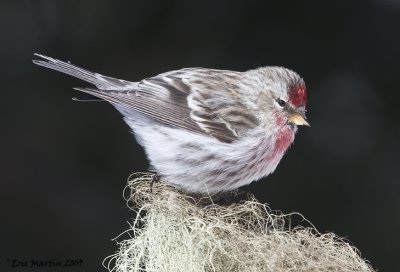 Sizerin Flamm mle / Common Redpoll