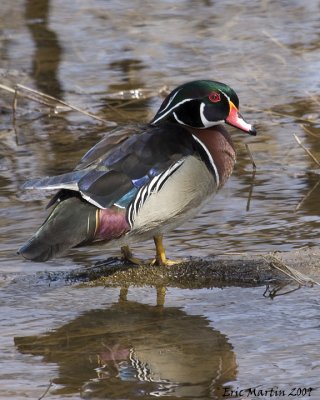 Canard Branchu Mâle / Wood Duck