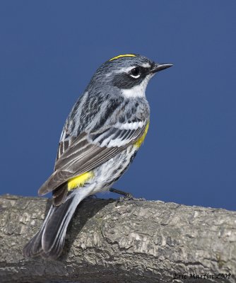 Paruline  croupion jaune / Yellow-rumped Warbler
