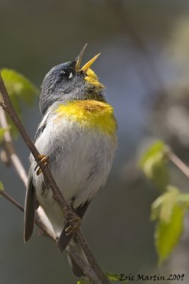 Paruline  collier / Northern parula