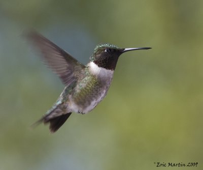 Colibri  gorge rubis / Ruby-Throated hummingbird