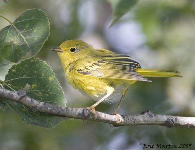 Paruline Jaune / Yellow Warbler