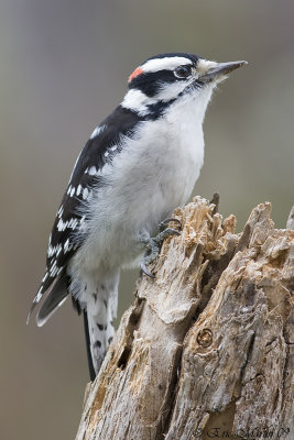 Pic Mineur / Downy Woodpecker