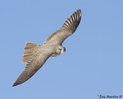 Faucon Gerfaut juv ( forme sombre ) / Gyrfalcon juv  ( black phase )