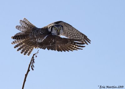 Chouette pervire / Northern Hawk Owl