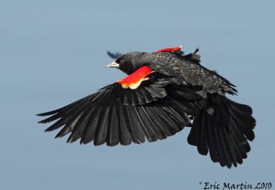 Carouge  paulette / Red-winged blackbird