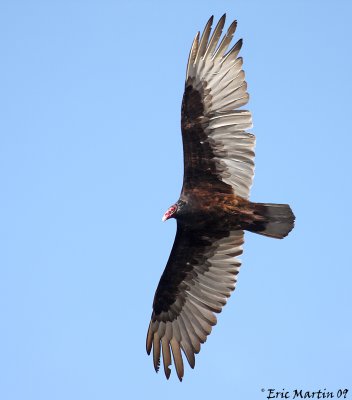 Urubu  tte rouge / Turkey Vulture