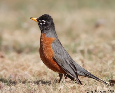 Merle d'Amrique / American Robin