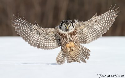 Chouette pervire / Northern Hawk Owl