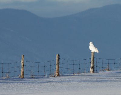 Harfang des Neiges  Mle / Snowy Owl