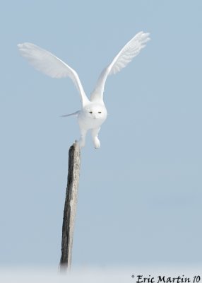 Harfang des Neiges  Mle / Snowy Owl