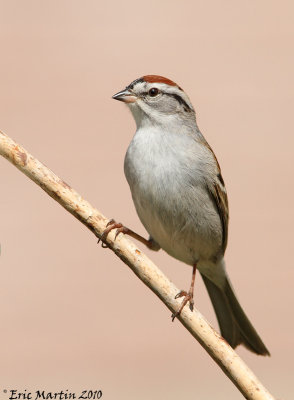 Bruant Familier / Chipping Sparrow