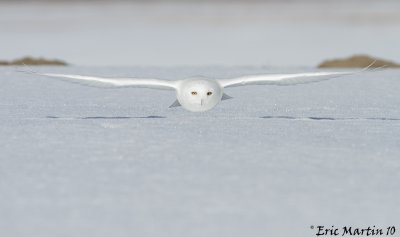 Harfang des Neiges  Mle / Snowy Owl